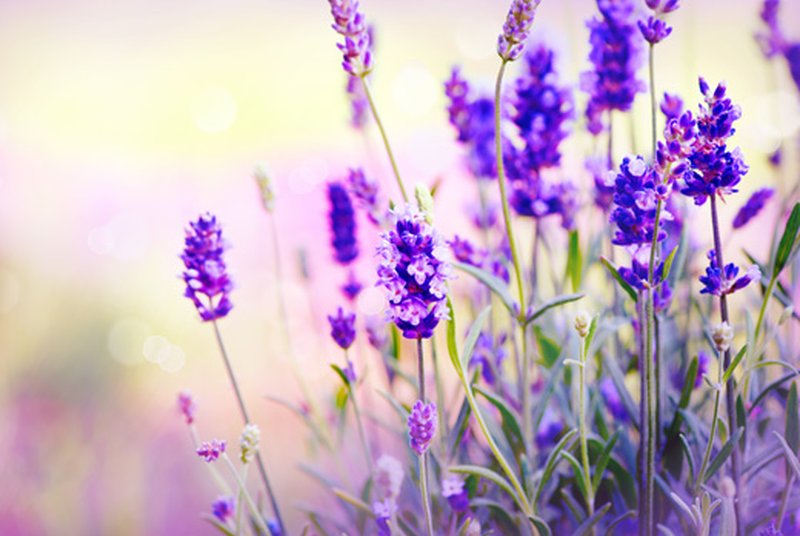 6 Surprising (And Natural) Stress Relievers