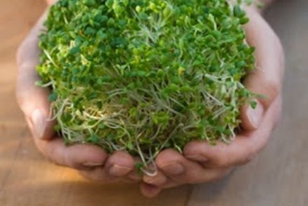 10 Reasons To Love Sprouts (Plus DIY Sprouting At Home)